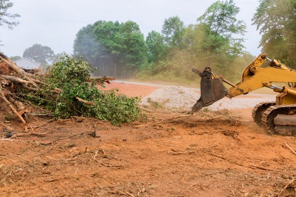 Ground Clearing in Hollywood