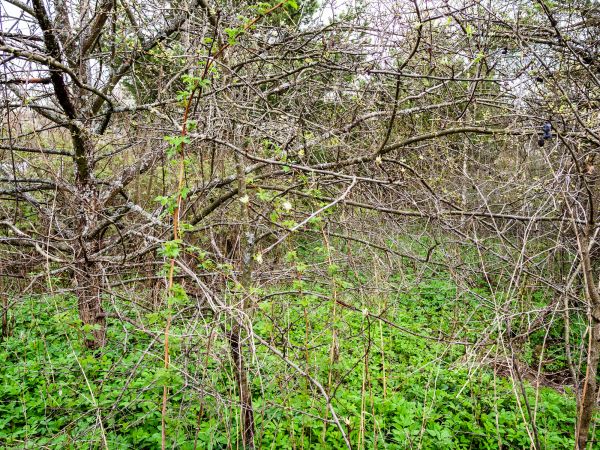 Underbrush Clearing in Hollywood