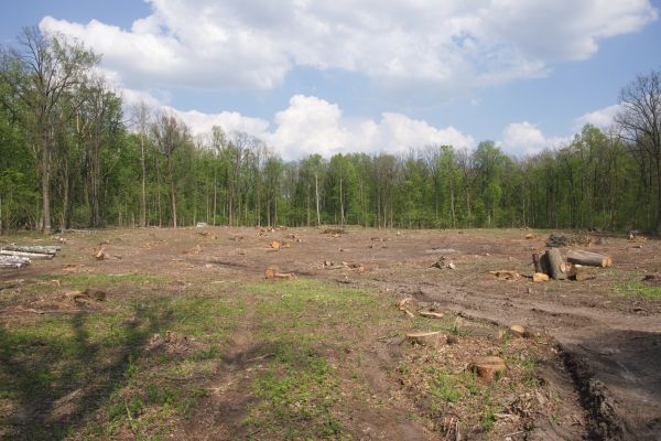 Pasture Clearing in Hollywood
