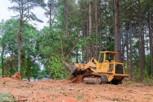 Forest Thinning in Hollywood