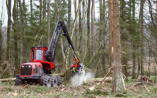 Forest Clearance Service in Hollywood