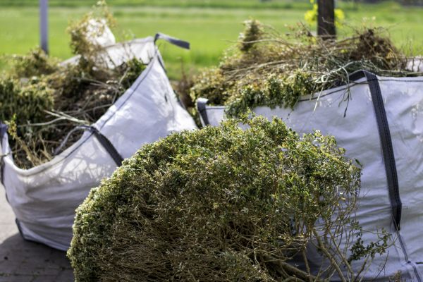 Bushes Clearing in Hollywood