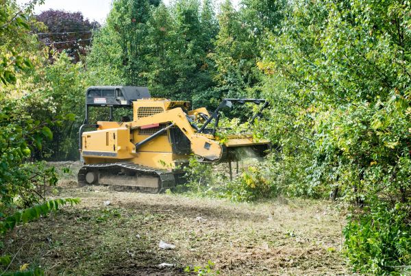 Pathway Clearing in Hollywood