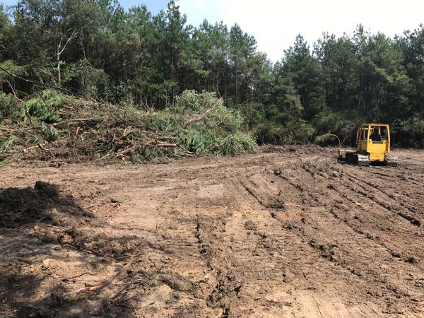 Thicket Clearing in Hollywood